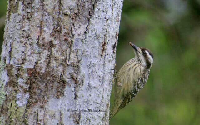Woodpecker - Flores Bird Watching