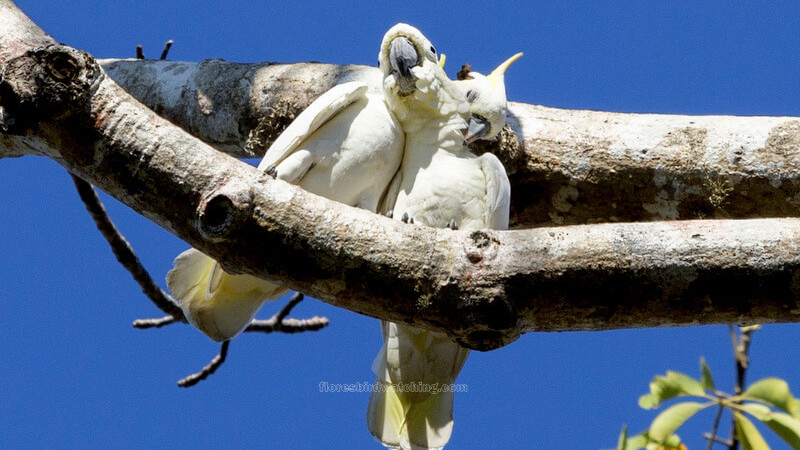 Yellow-crested cockatoo - Komodo – Sano Nggoang Flores Birding