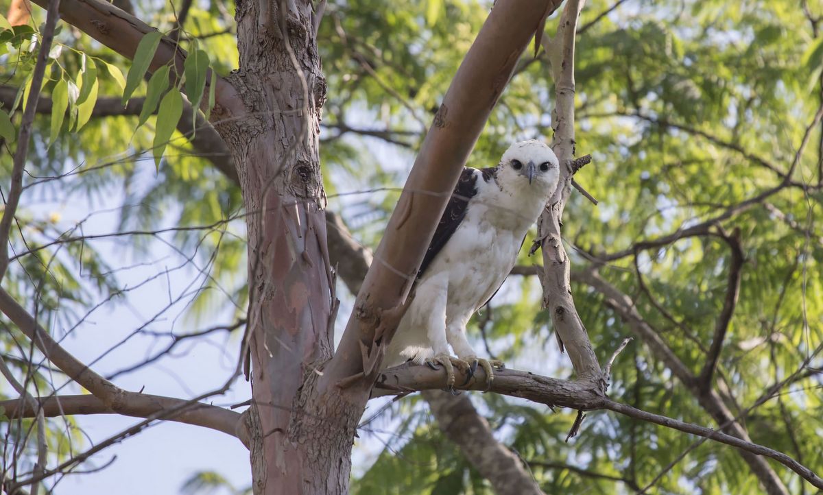 Flores Hawkeagle (Nisaetus floris) Flores Endemic Bird Flores Bird