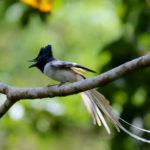 Nusatenggara Paradise Flycatcher