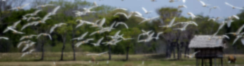 White Heron - Flores Birding Tours