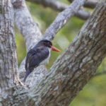 White-rumped Kingfisher (Caridonax fulgidus) - Flores