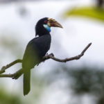 Komodo - Flores - Sumba Birding