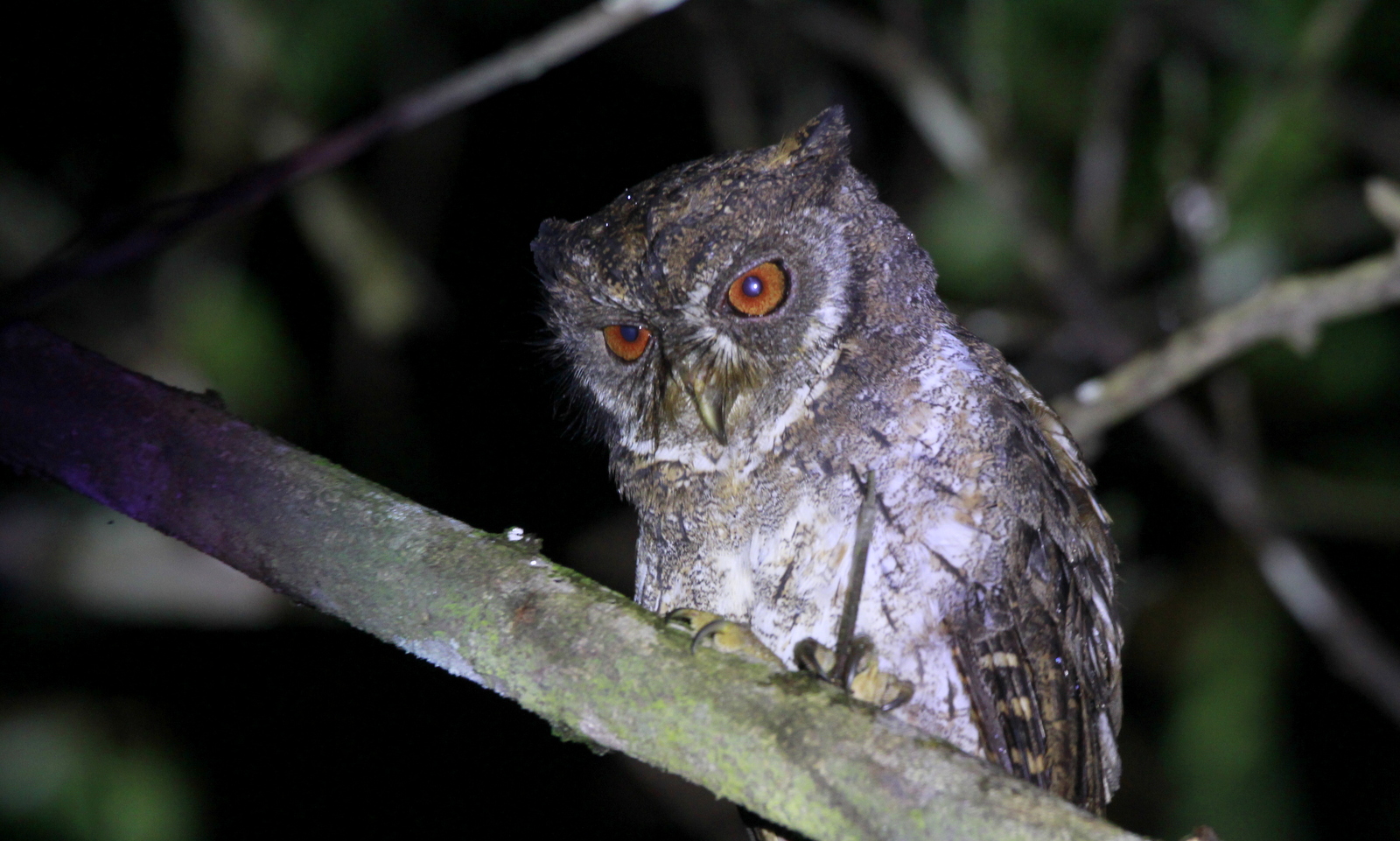 Moluccan Scops-owl (Otus magicus)