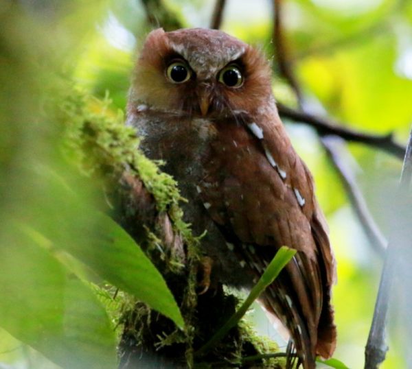 Flores Scops Owl - Flores Bird Watching