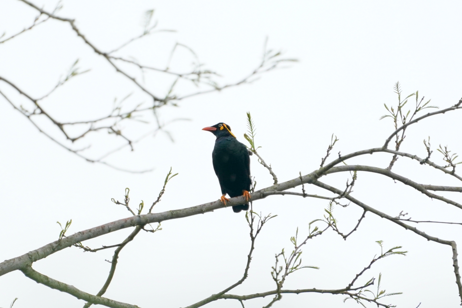 Tenggara Hill Myna