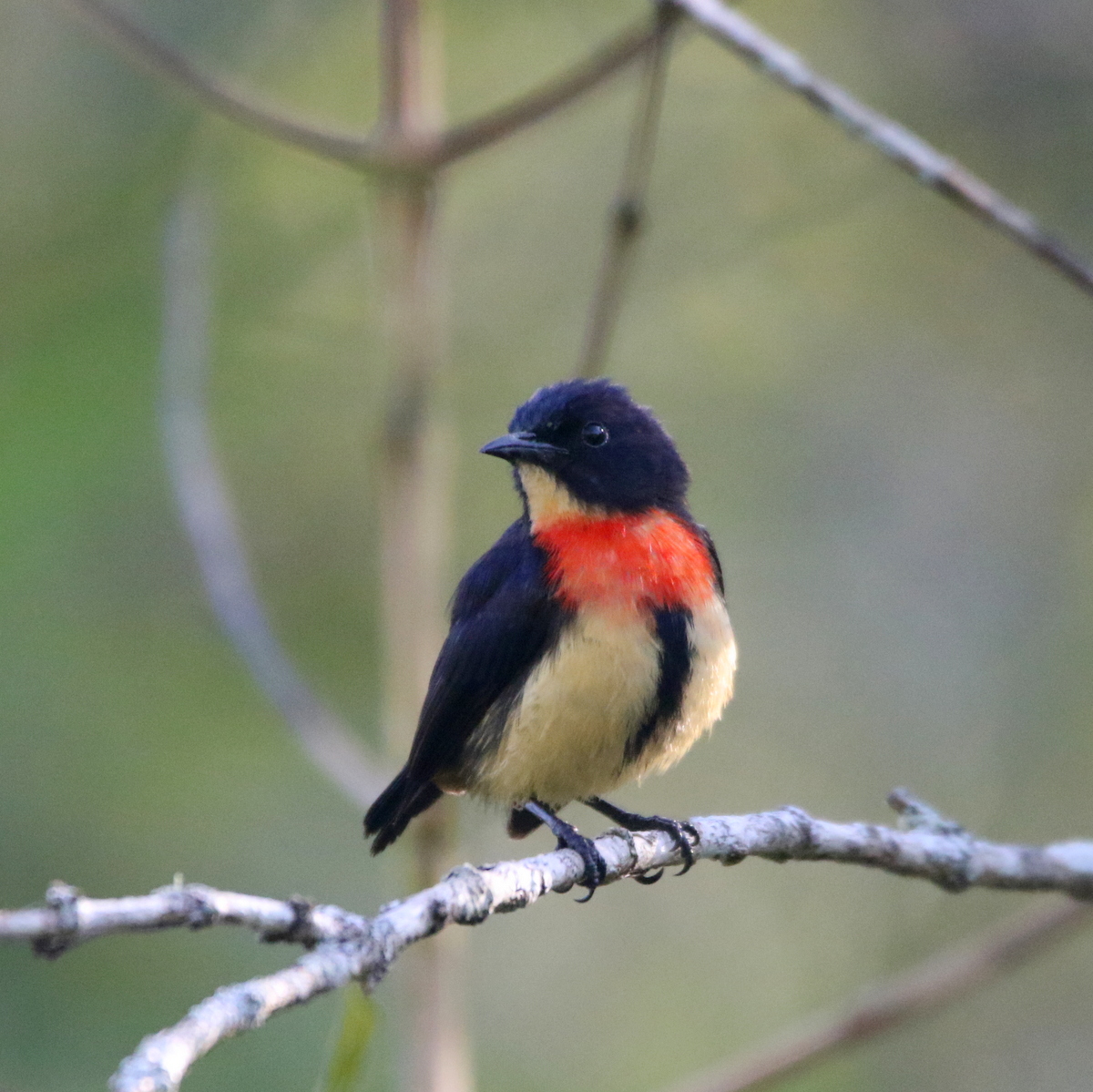 Flores Flowerpecker