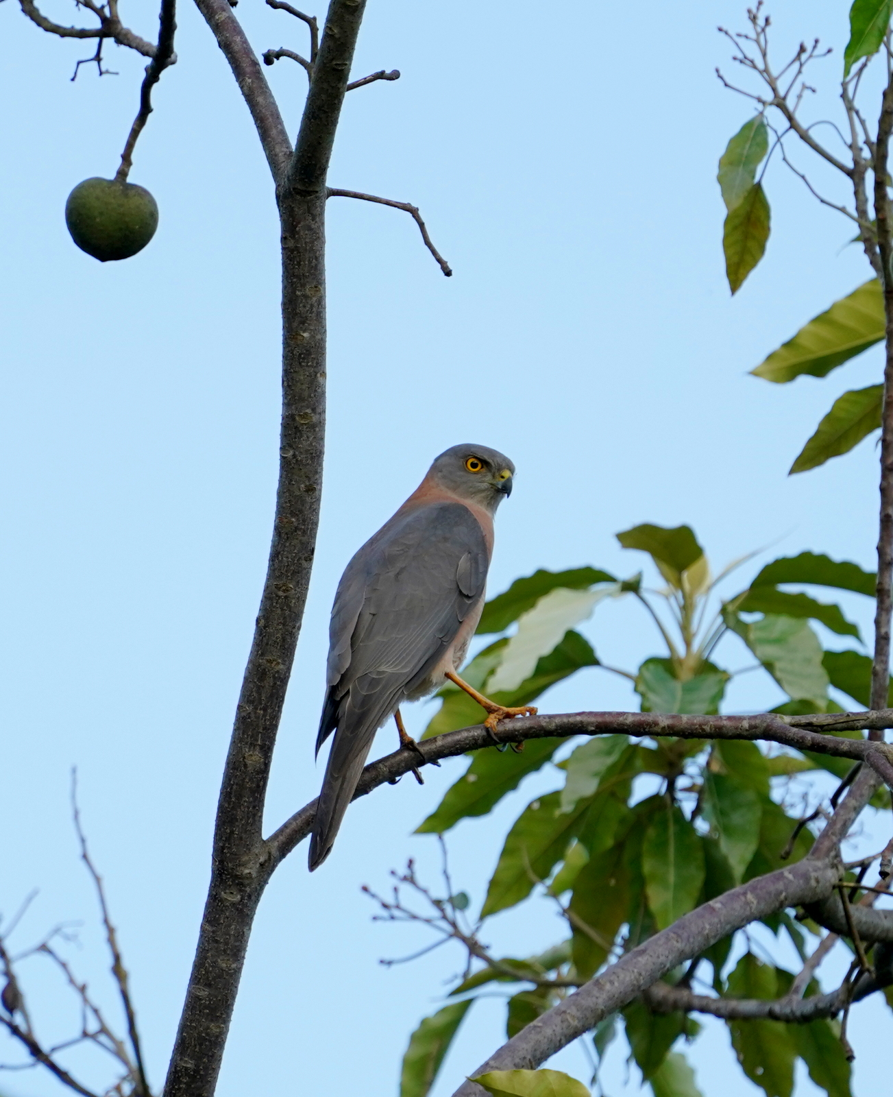 Variable Goshawk