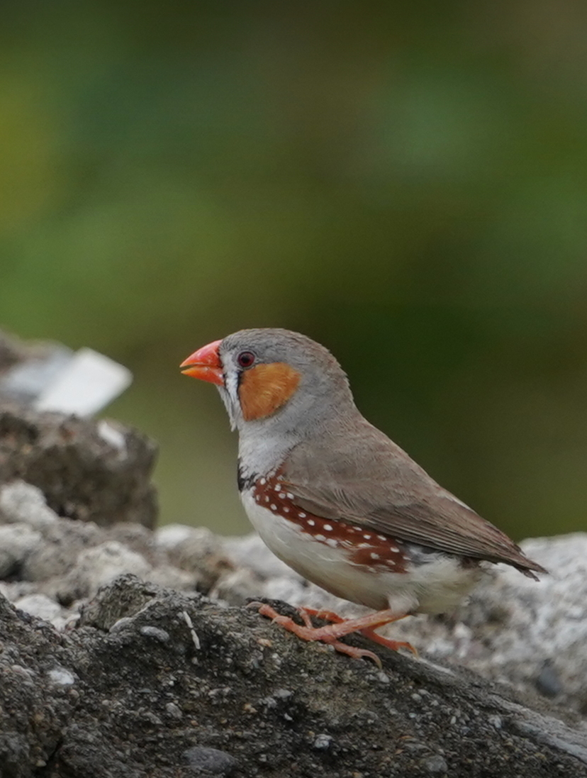 Lorem ipsum dolor mit samet