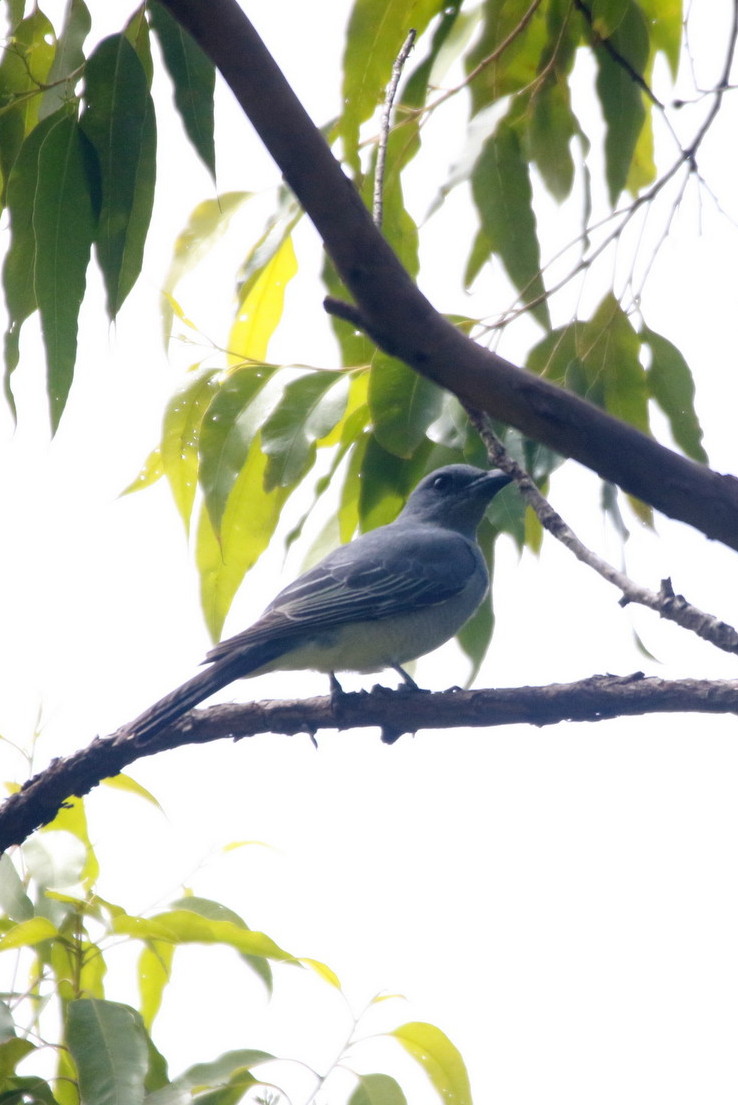 Alor Cuckooshrike