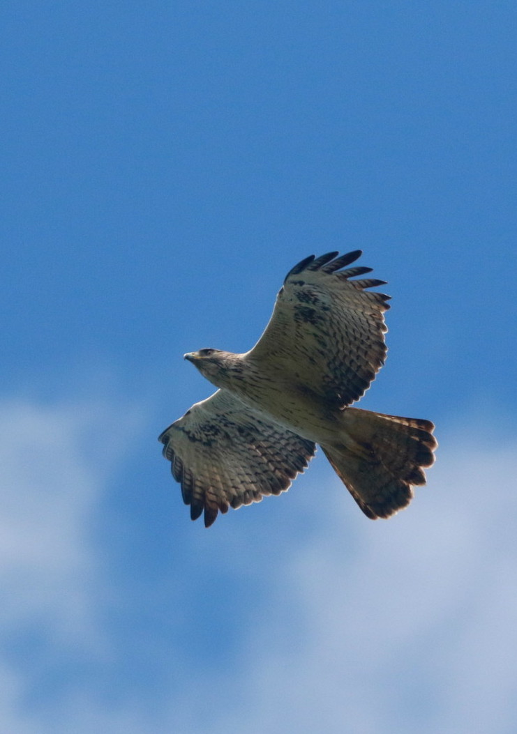 Flores Hawk-eagle