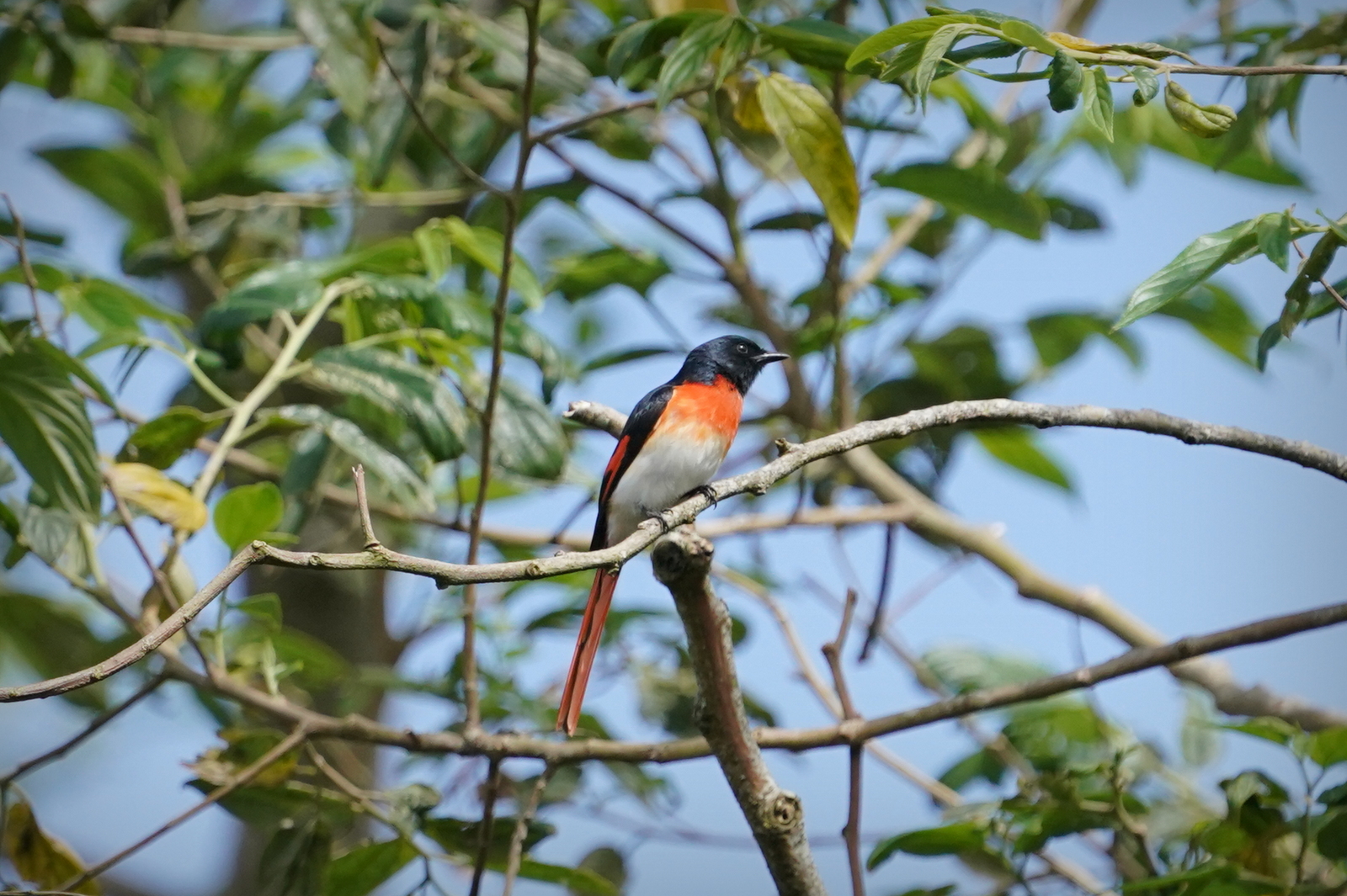 Yellow-crested Cockatoo