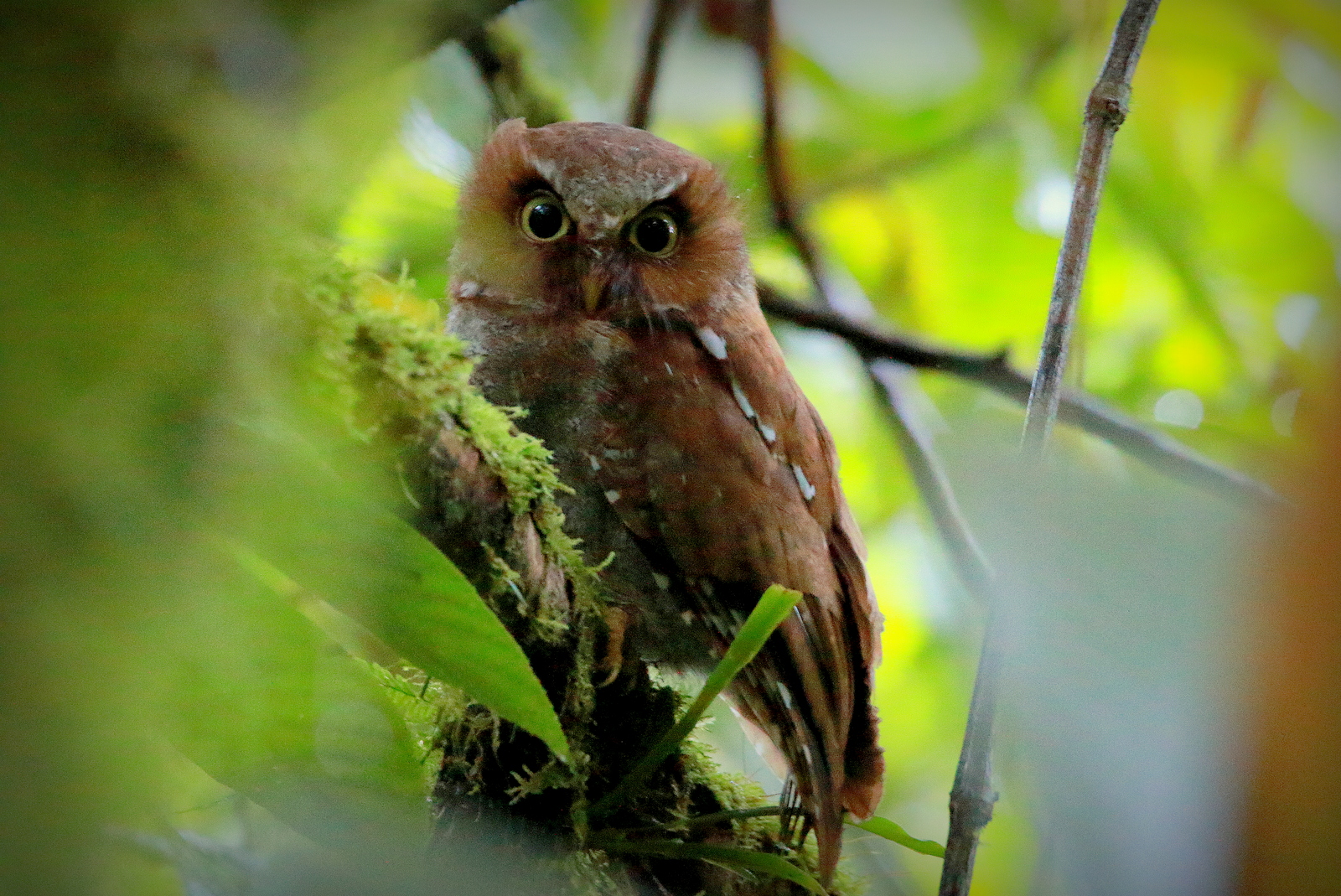 Flores Scops-Owl