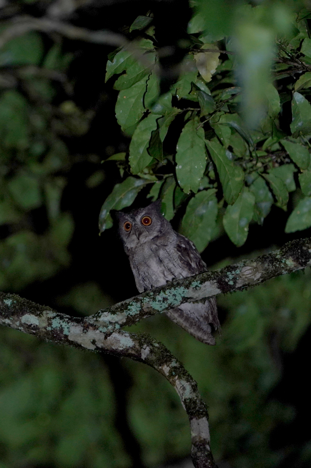 Moluccan Scops-Owl