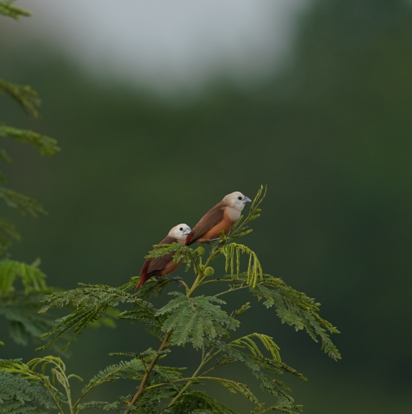 Pale-headed Munia