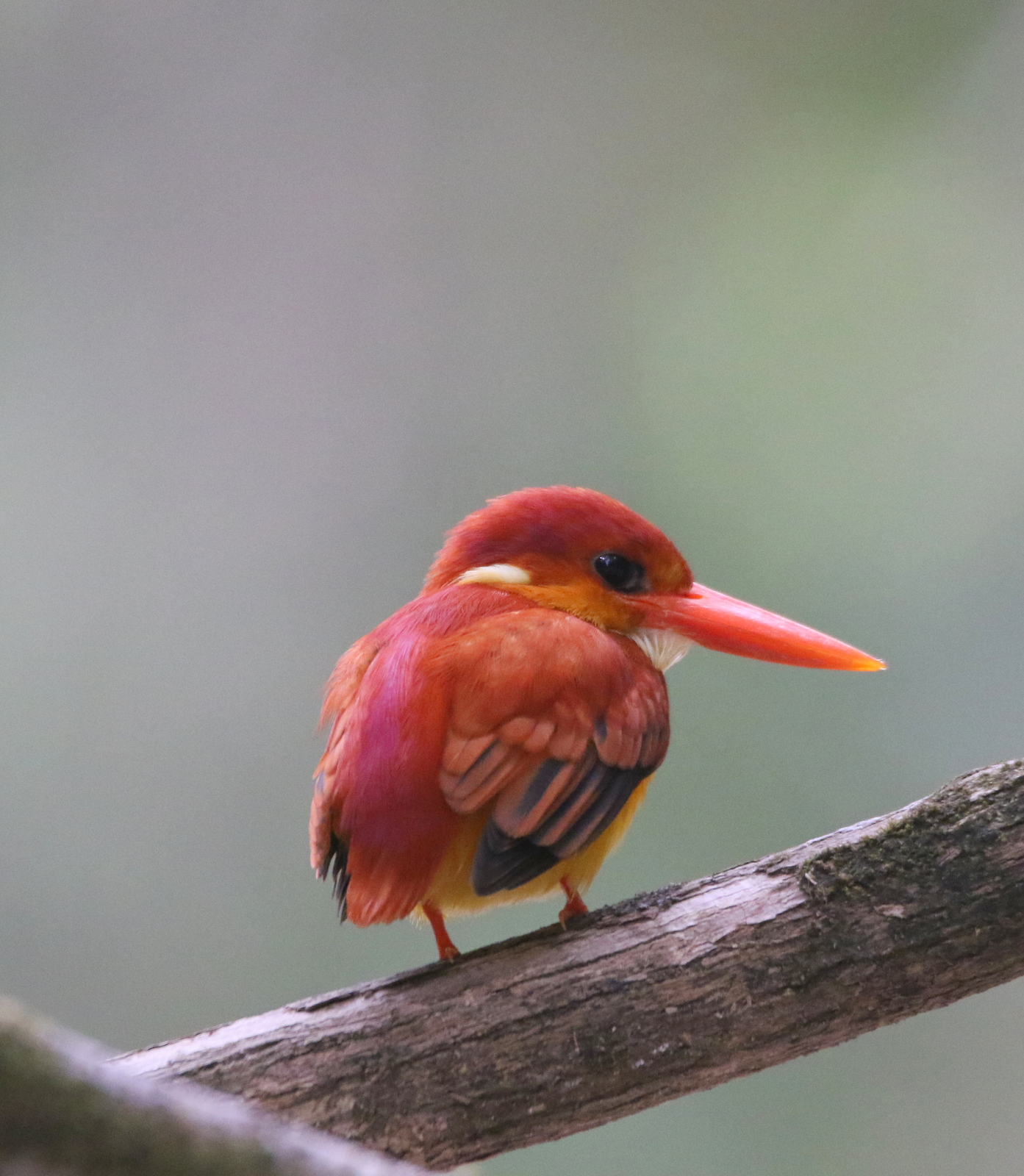 Rufous-backed Dwarf Kingfisher
