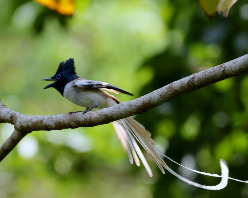 Tenggara Paradise Flycatcher