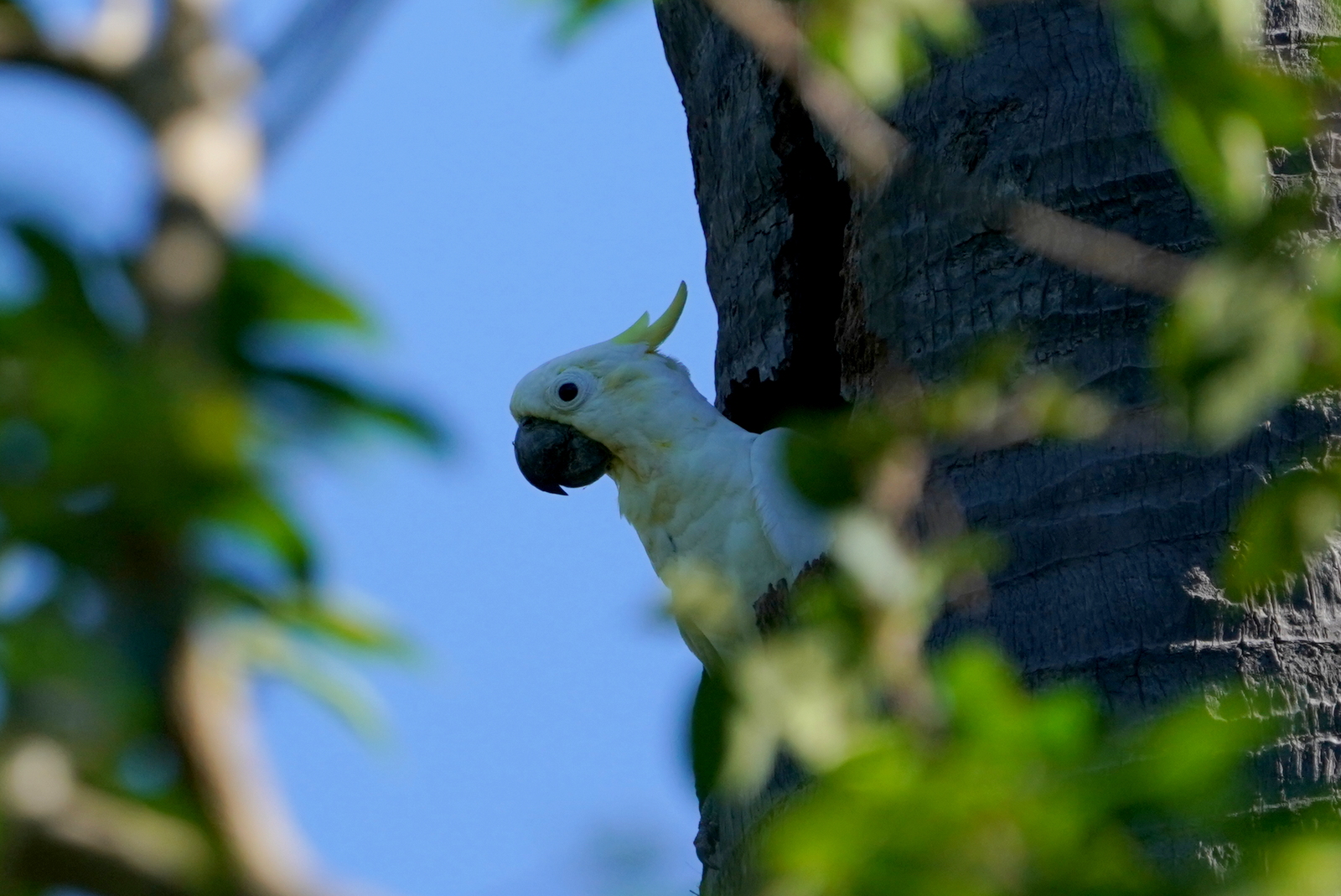 Yellow-crested Cockatoo