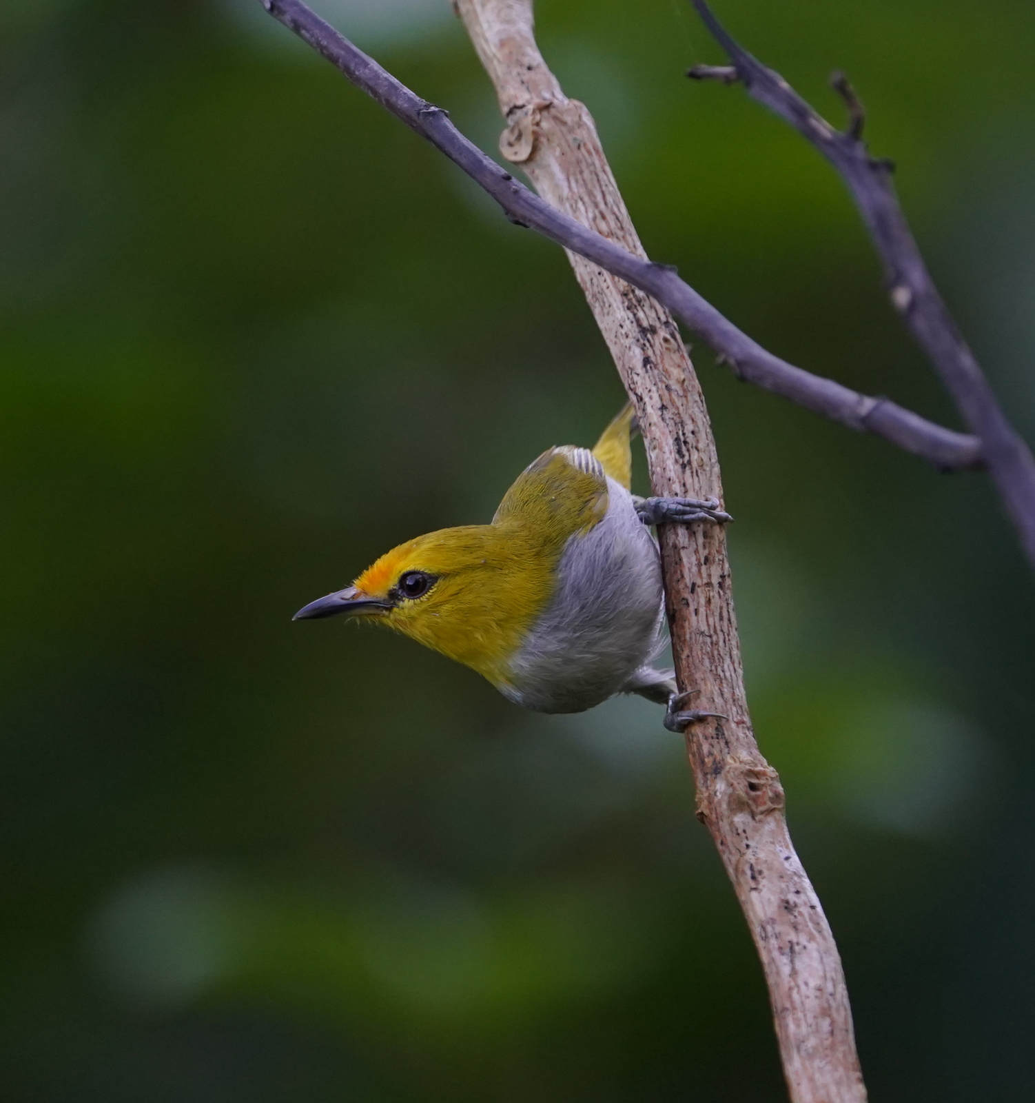 Yellow-spectacled Heleia