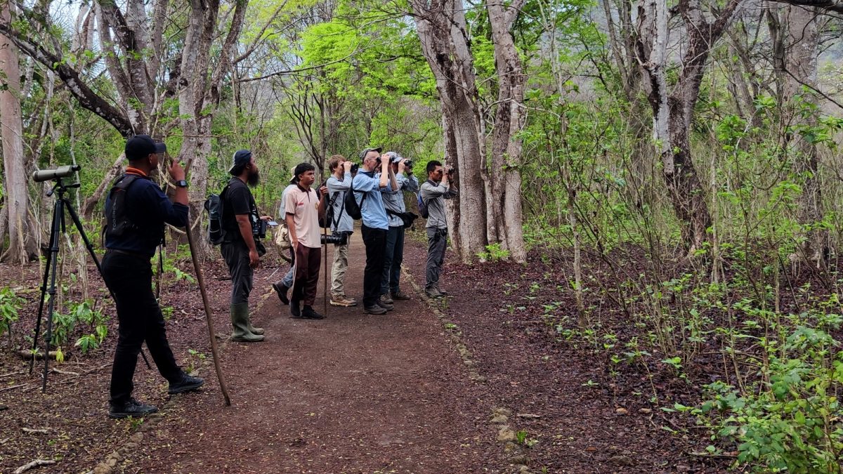 Birding-Komodo