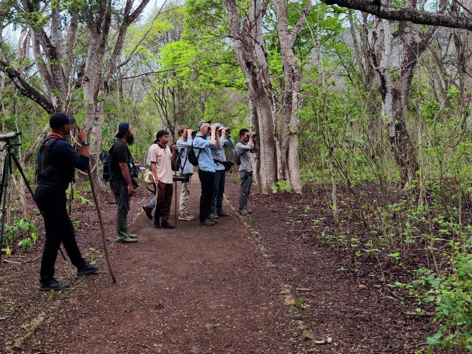 Birding-Komodo