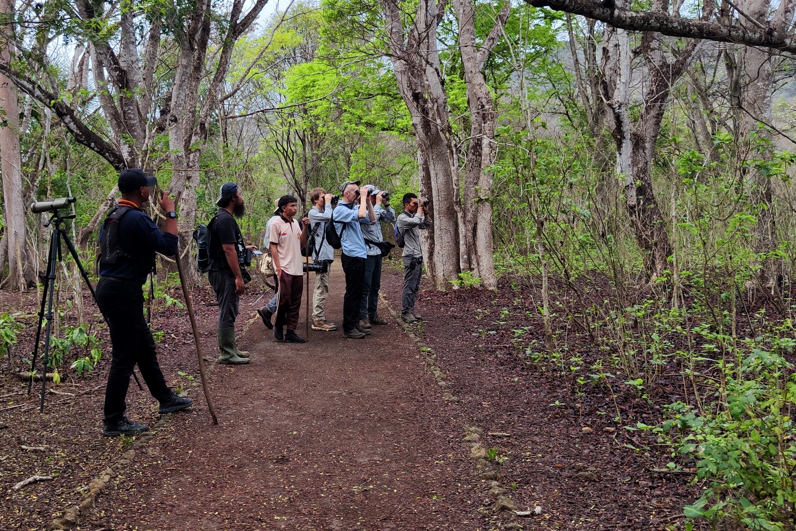 Birding-Komodo