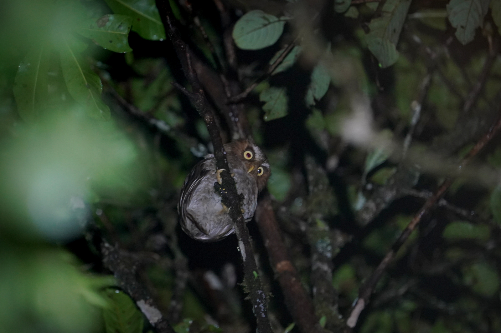Flores Scops-Owl in Ranamese