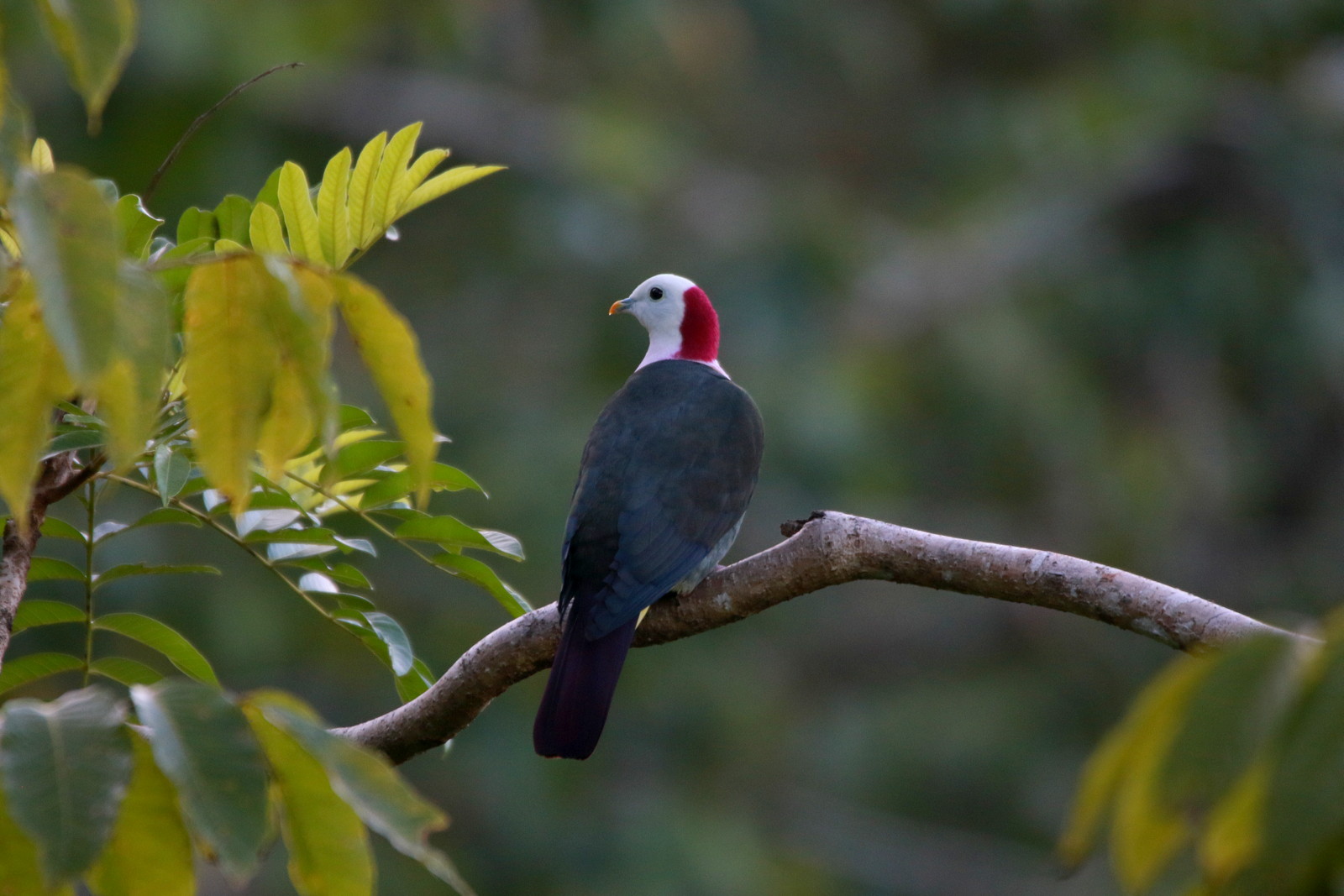 Red-naped Fruit-dove