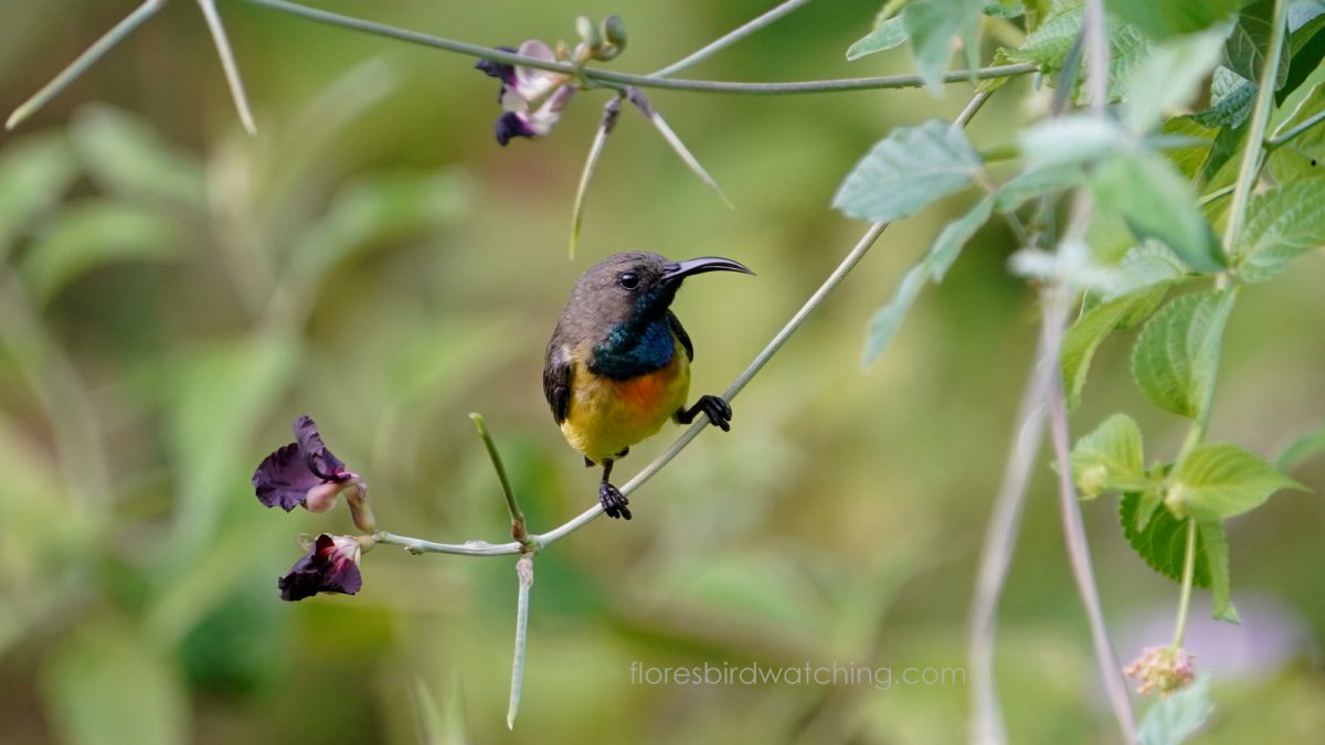 Apricot-breasted Sunbird