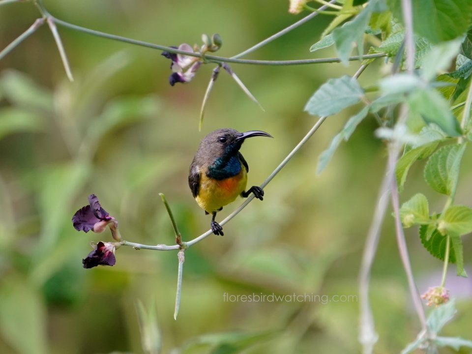 Apricot-breasted Sunbird