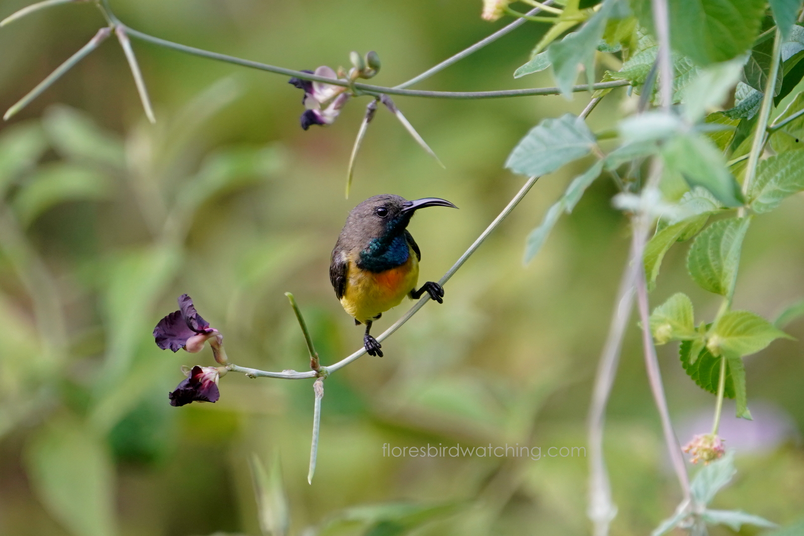 Apricot-breasted Sunbird