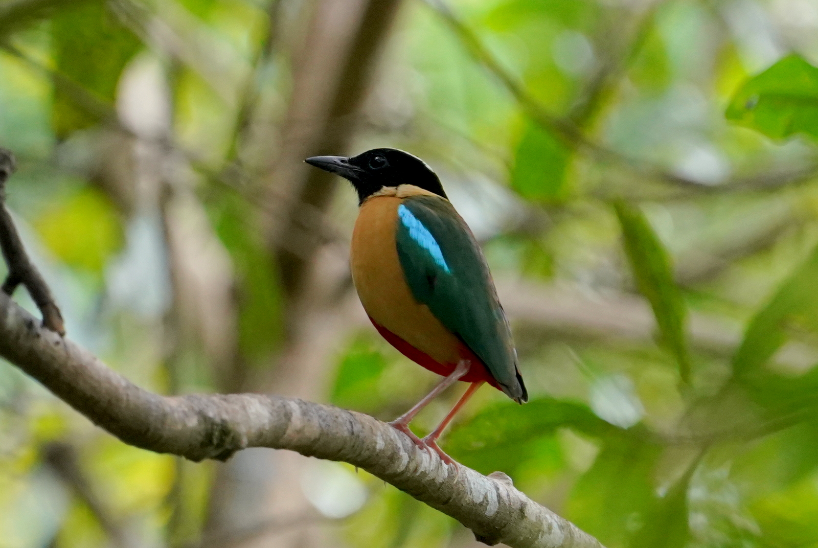Elegant Pitta