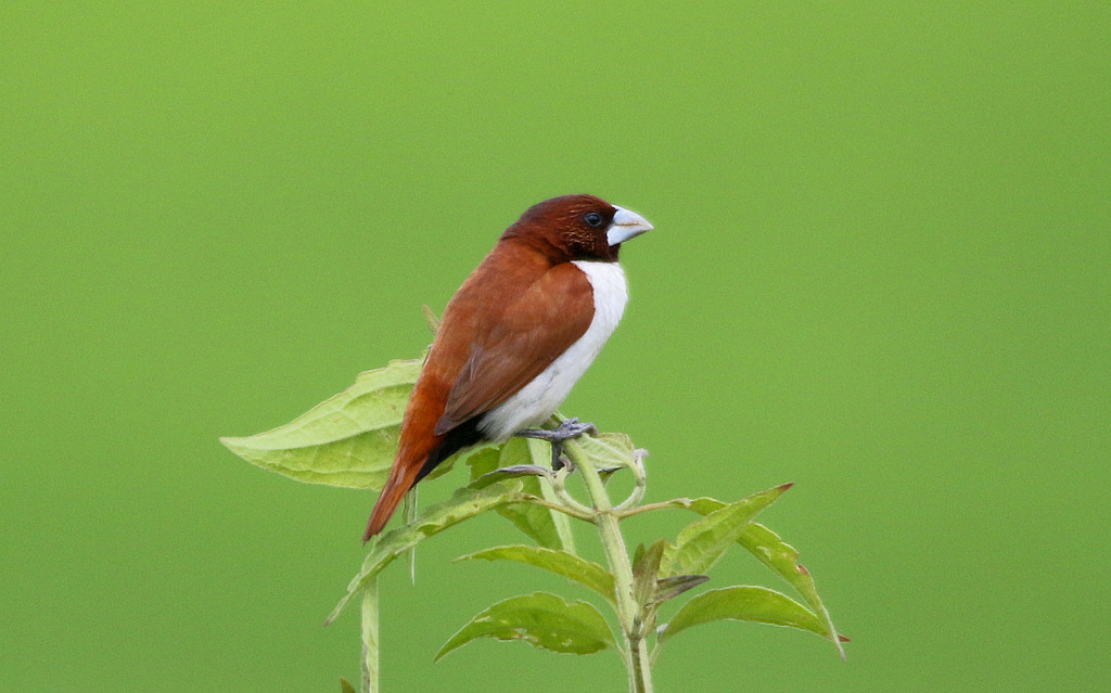 Five-coloured Munia
