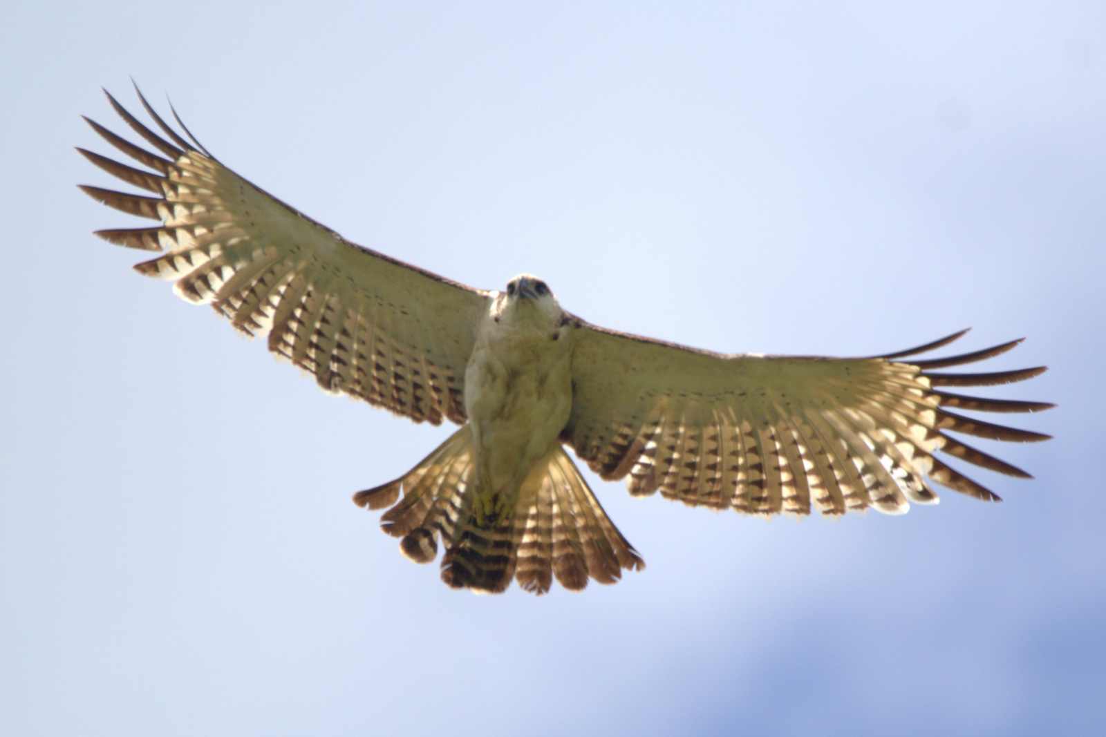 Flores Hawk Eagle