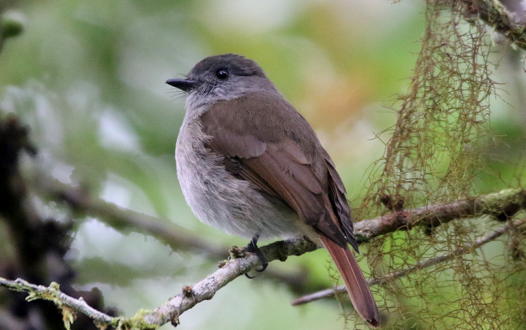 Flores Jungle Flycatcher