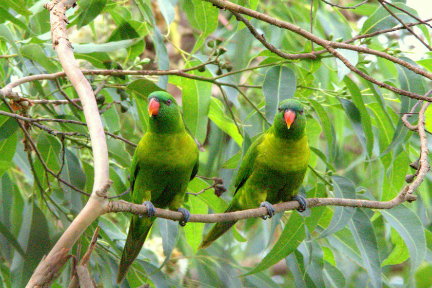 Leaf Lorikeet