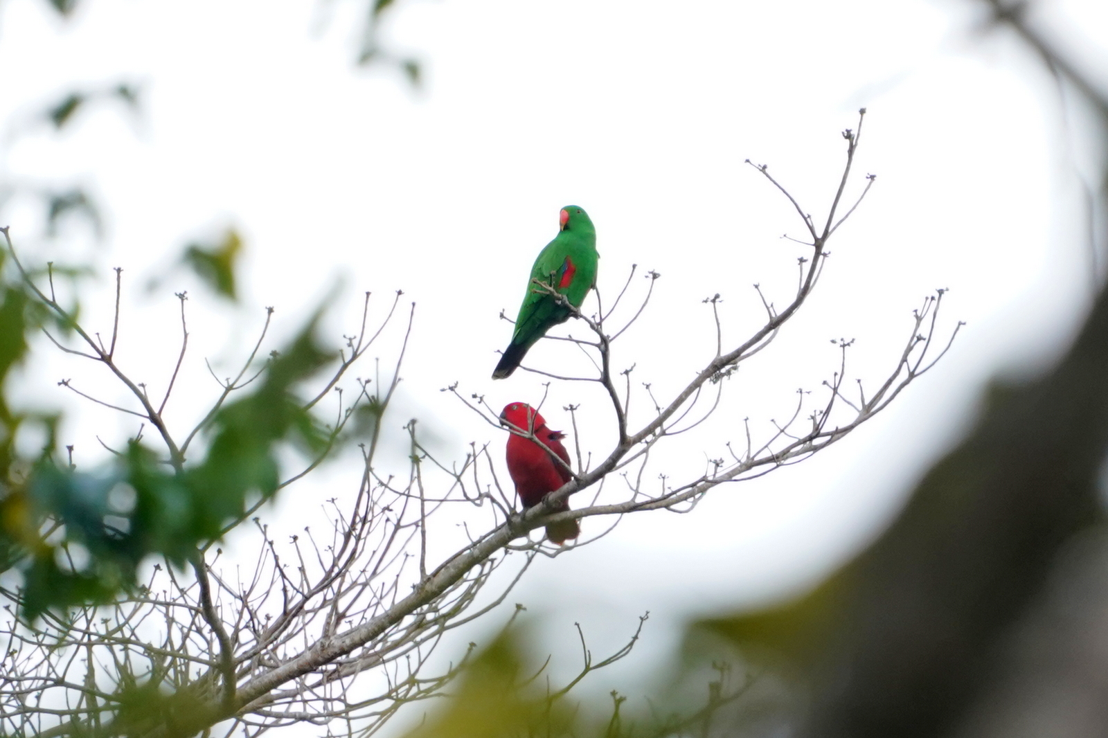 Sumba-Eclectus