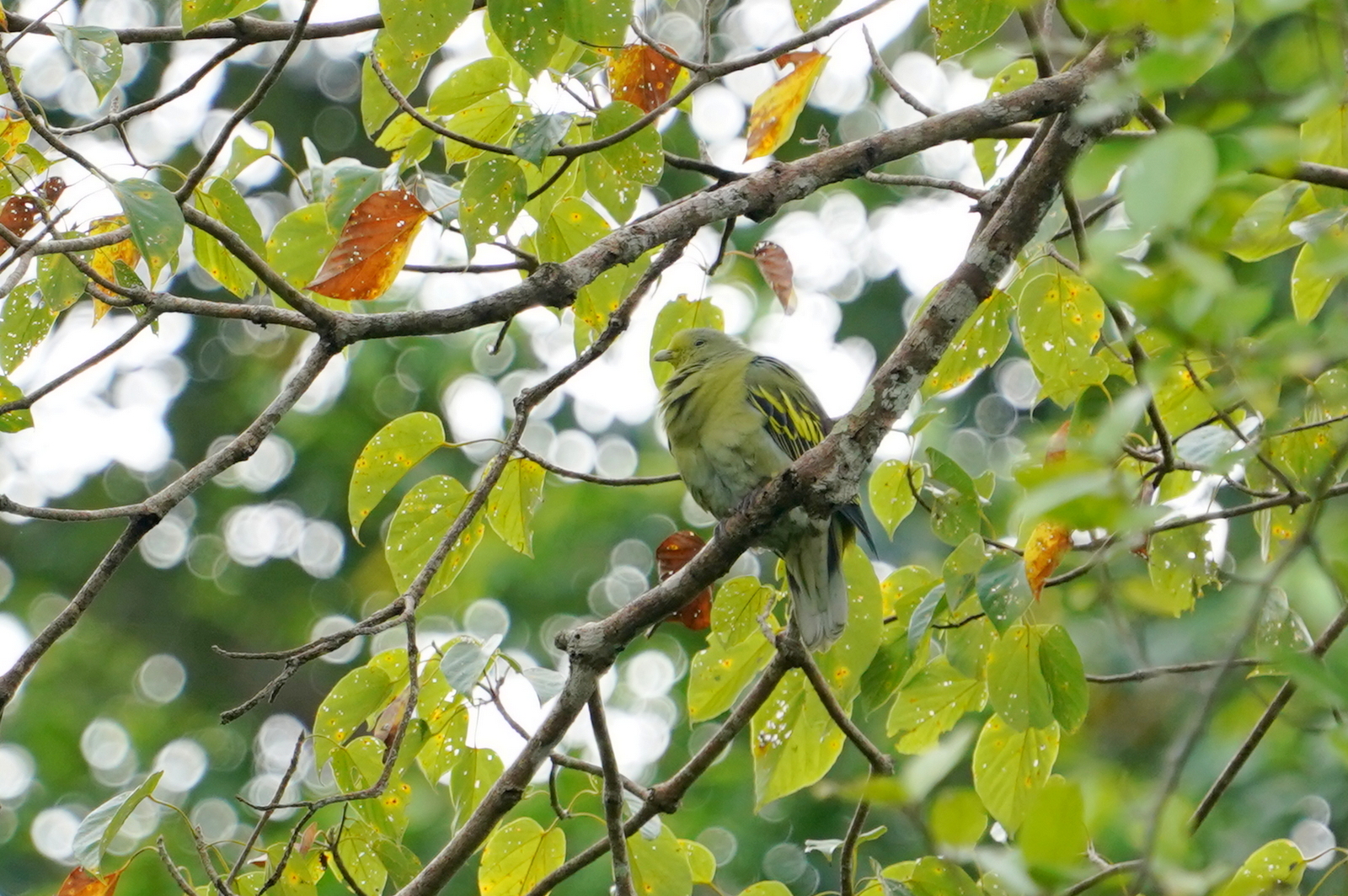 Sumba Green Pigeon