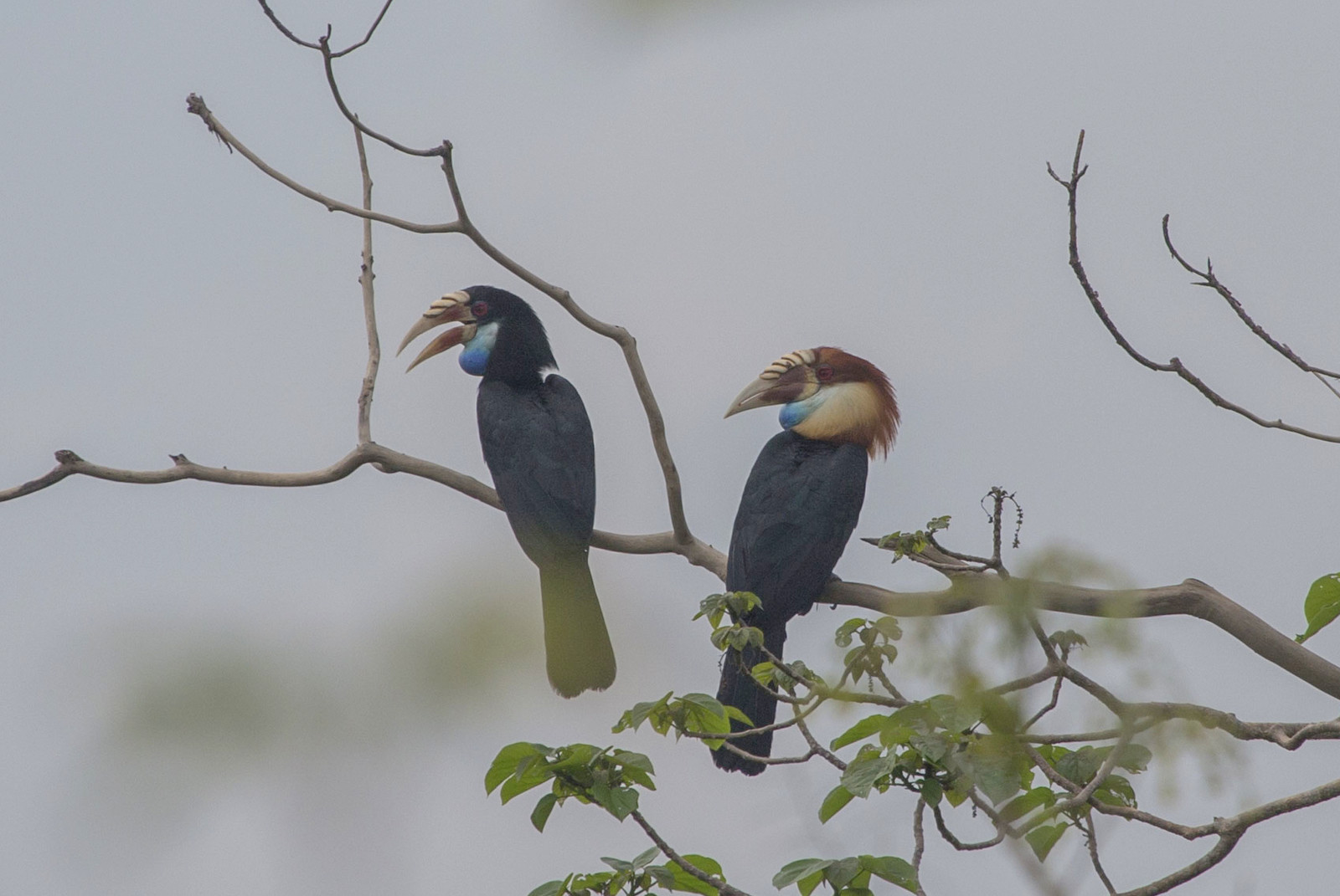 Sumba hornbill (Aceros everetti)