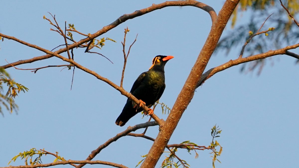 Tenggara Hill Myna