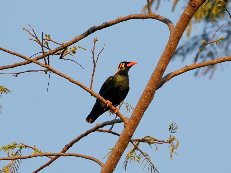 Tenggara Hill Myna