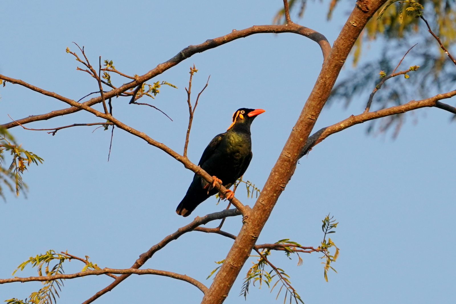 Tenggara Hill Myna