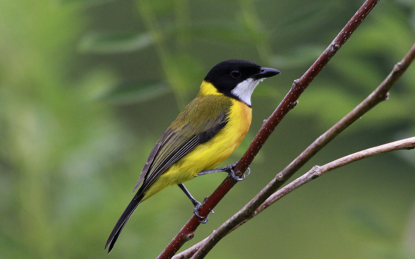 Tenggara Whistler