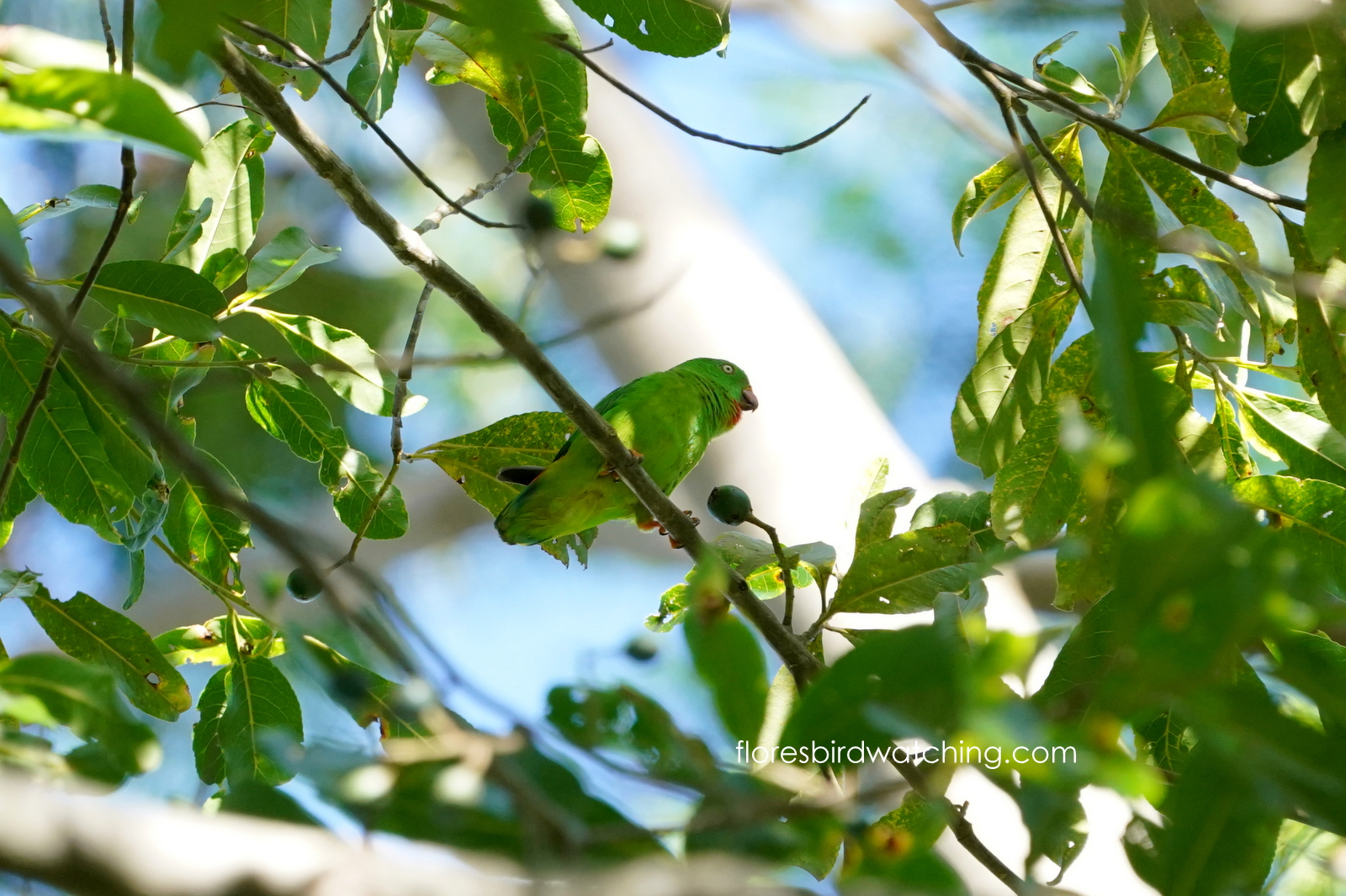 Wallace's Hanging Parrot